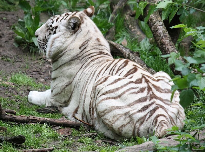 White Tiger Resting — Calm, Photograph, Grass