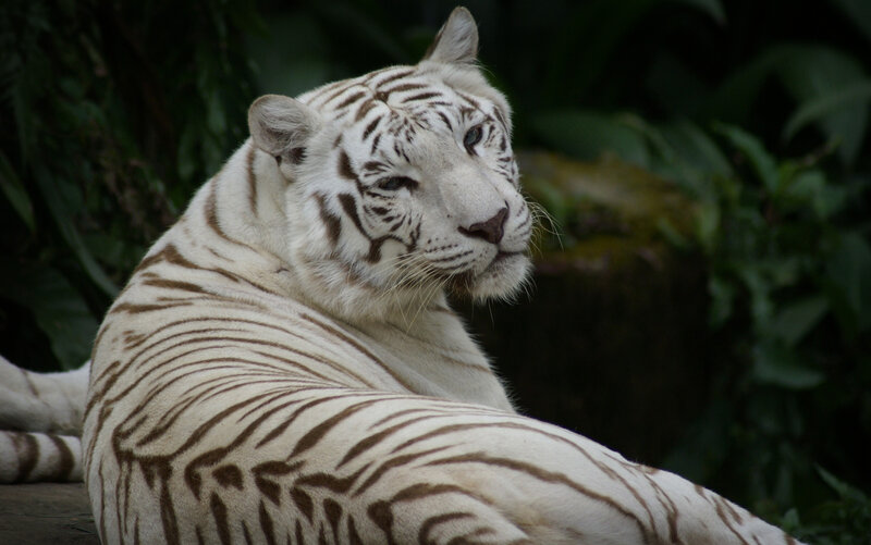 White Tiger Resting — Calm, Photograph, Leaves