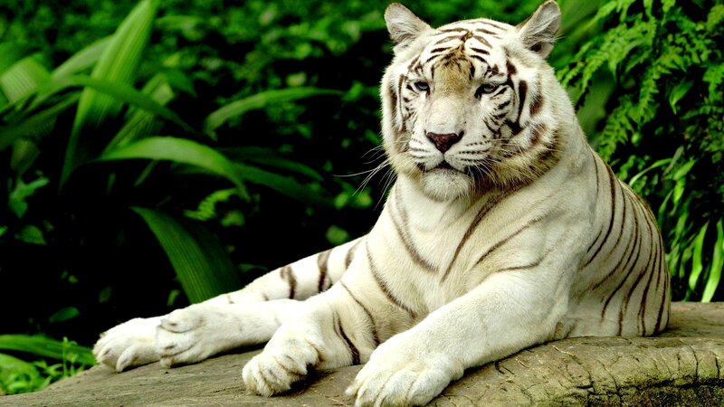 White Tiger Resting — Calm, Photograph, Log, Plants