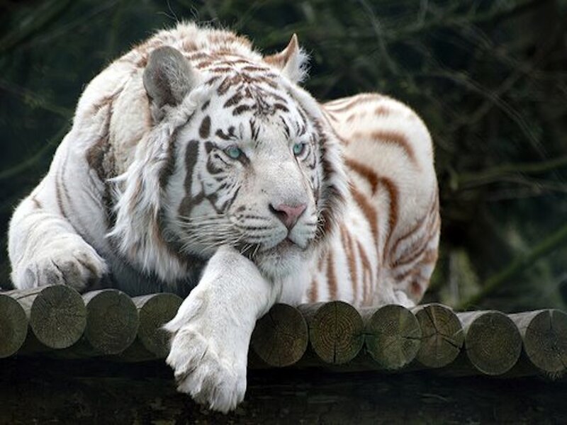 White Tiger Resting — Calm, Photograph, Logs