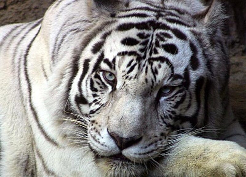 White Tiger Resting — Calm, Photograph, Paw, Eyes