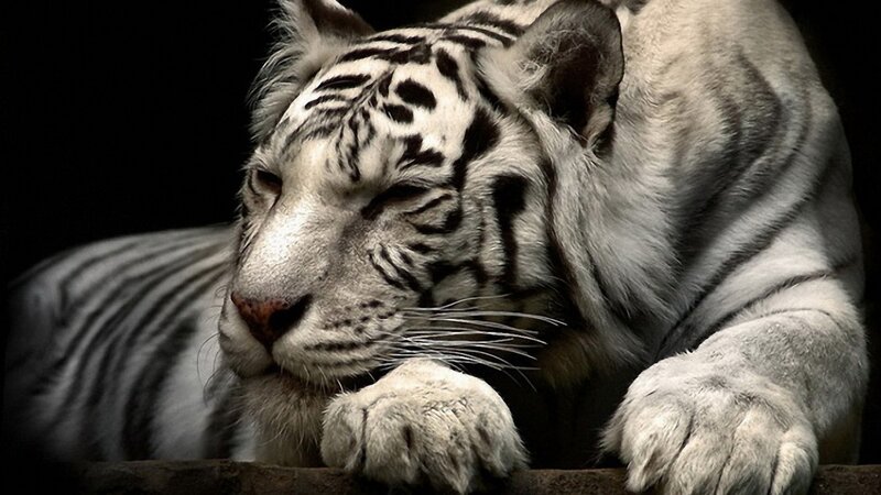 White Tiger Resting — Calm, Photograph, Paws, Dark Background