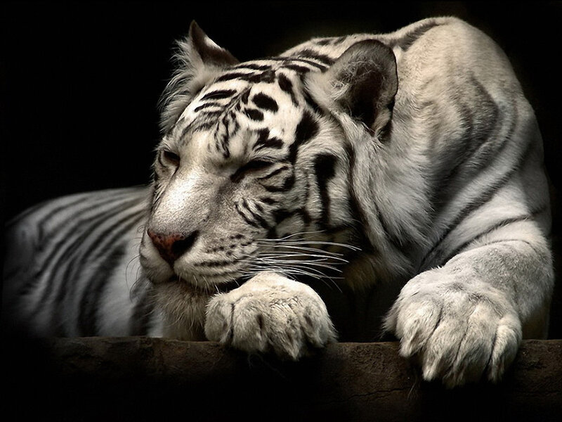 White Tiger Resting — Calm, Photograph, Paws, Log