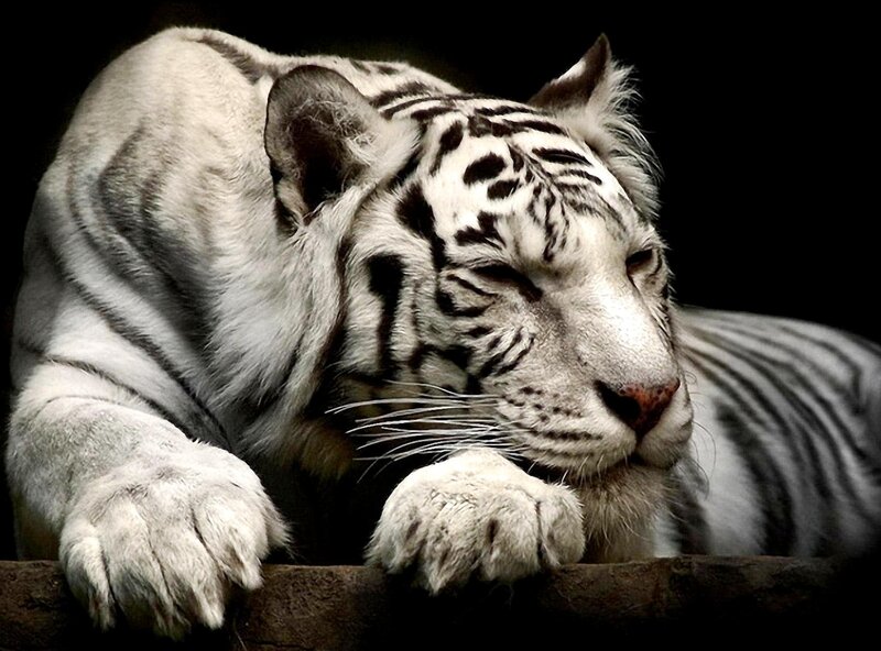 White Tiger Resting — Calm, Photograph, Paws