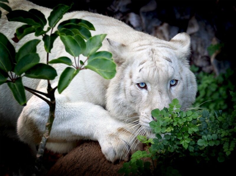 White Tiger Resting — Calm, Photograph, Plant