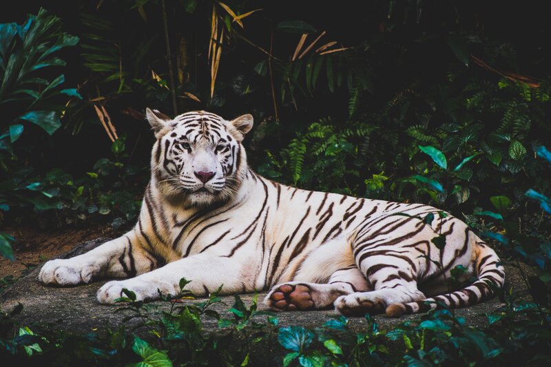 White Tiger Resting — Calm, Photograph, Plants