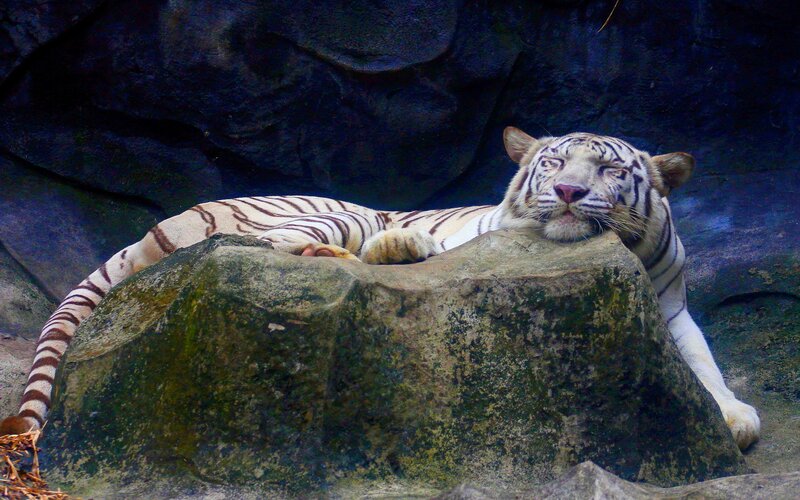 White Tiger Resting — Calm, Photograph, Rock, Cave