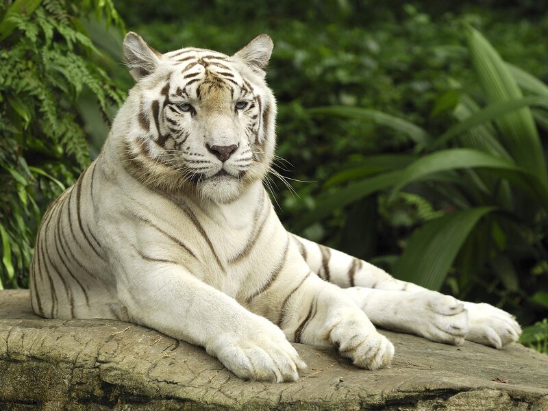 White Tiger Resting — Calm, Photograph, Rock, Plants, Forest