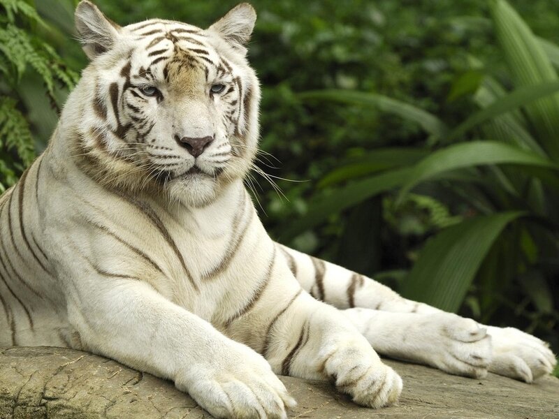 White Tiger Resting — Calm, Photograph, Rock, Plants