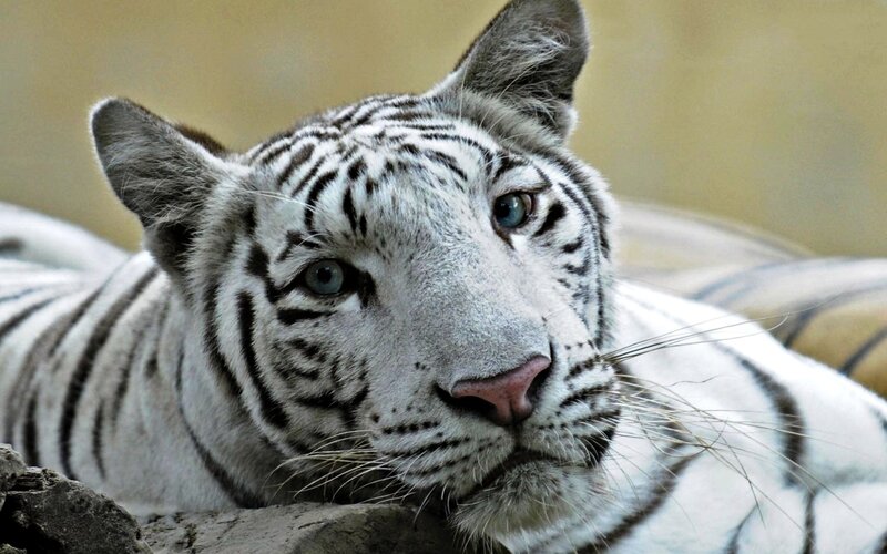 White Tiger Resting — Calm, Photograph, Rock, Stripes