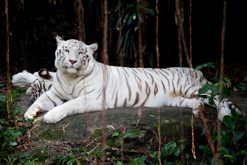 White Tiger Resting — Calm, Photograph, Rock