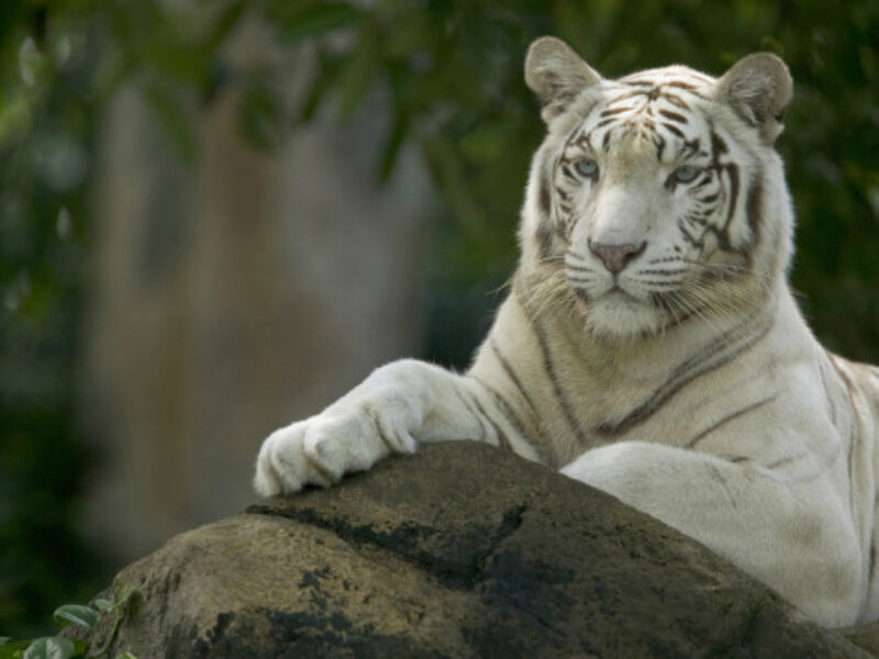 White Tiger Resting — Calm, Photograph, Rock, Trees