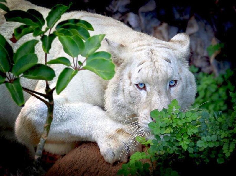 White Tiger Resting — Calm, Photograph