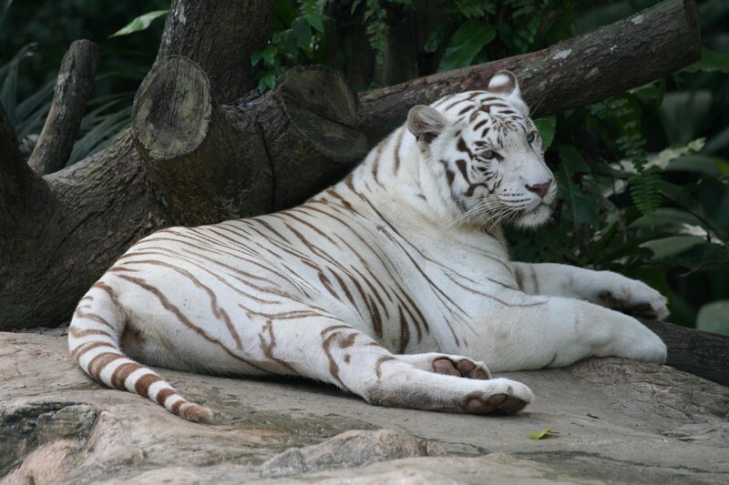 White Tiger Resting — Calm, Photograph, Tree, Rock