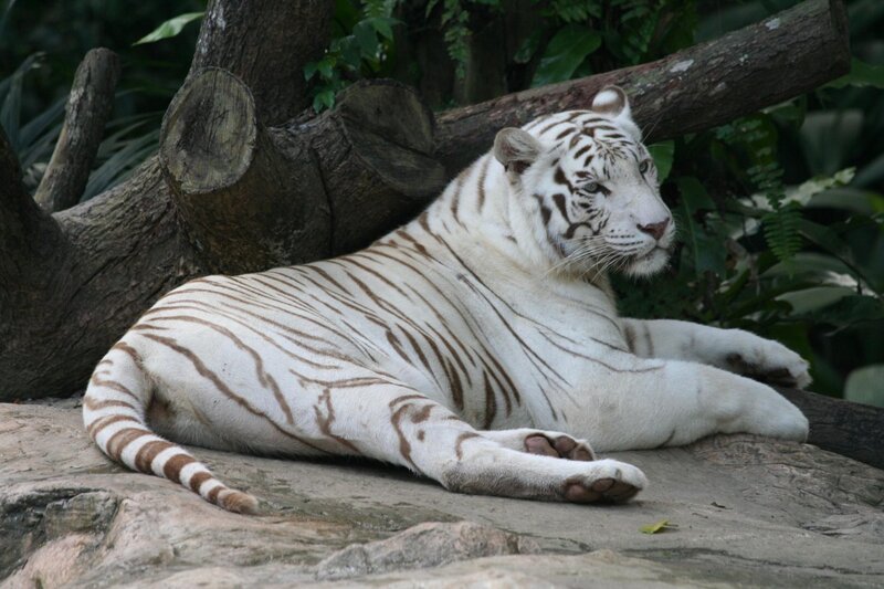 White Tiger Resting — Calm, Photograph, Tree