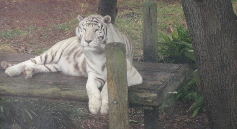 White Tiger Resting — Calm, Photograph, Wooden Platform