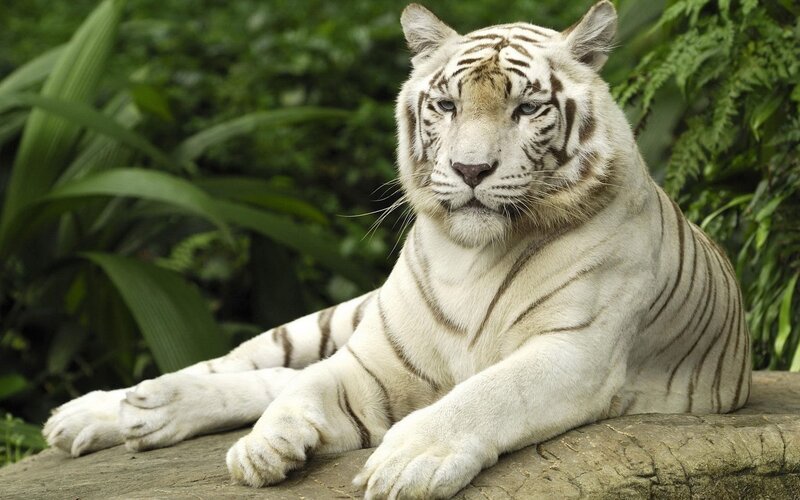 White Tiger Resting — Calm, Plants