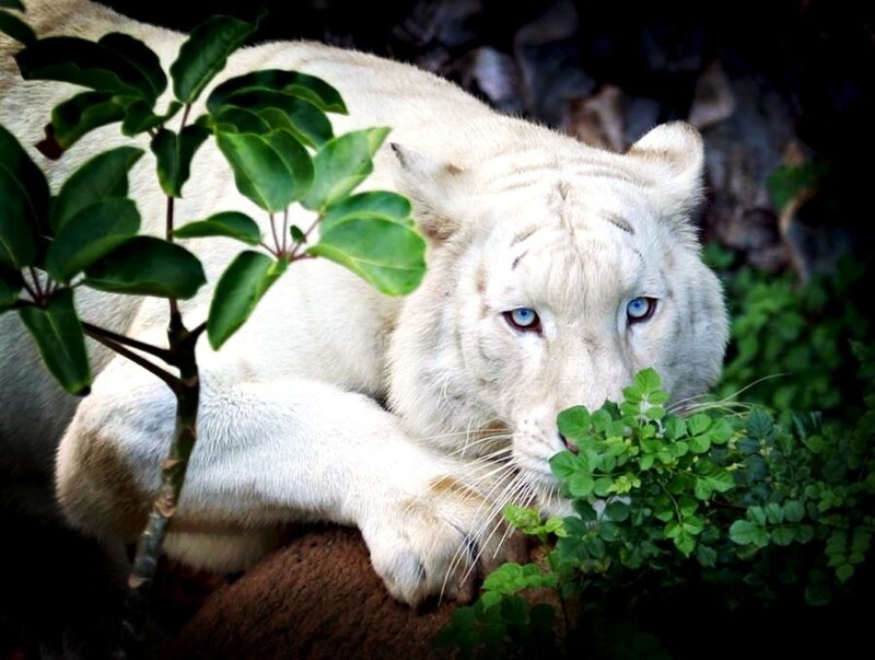 White Tiger Resting — Calm