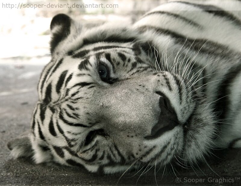 white tiger resting close-up