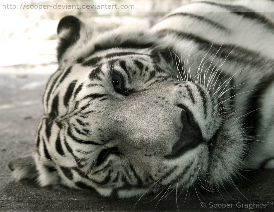 white tiger resting close-up