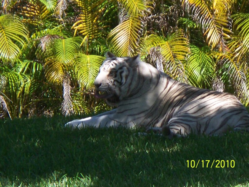 White Tiger Resting — Green, Calm