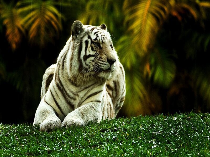 White Tiger Resting — Green
