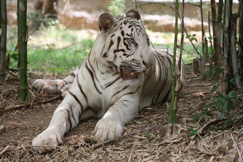 White tiger resting in bamboo