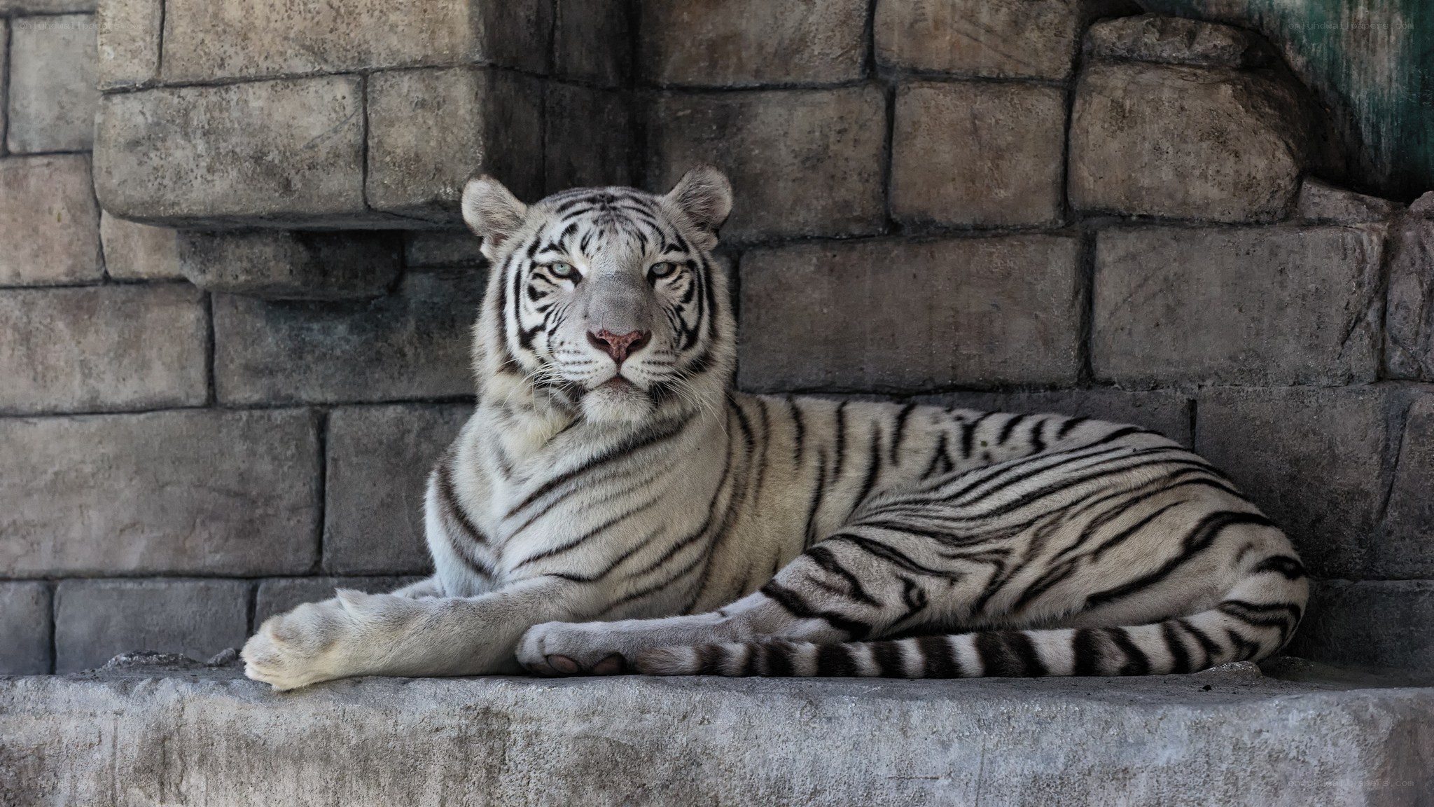 white tiger resting in enclosure