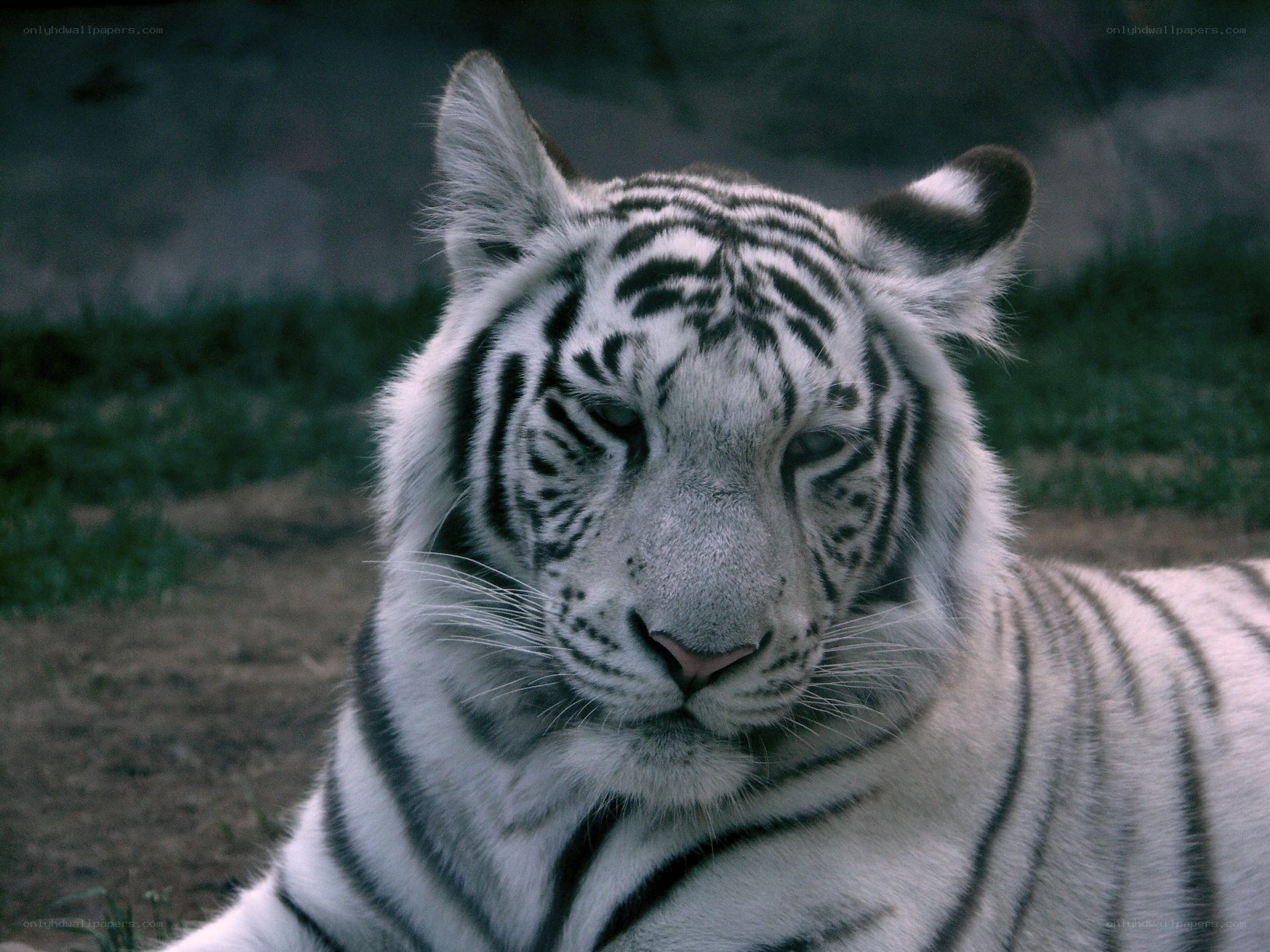 White tiger resting in enclosure