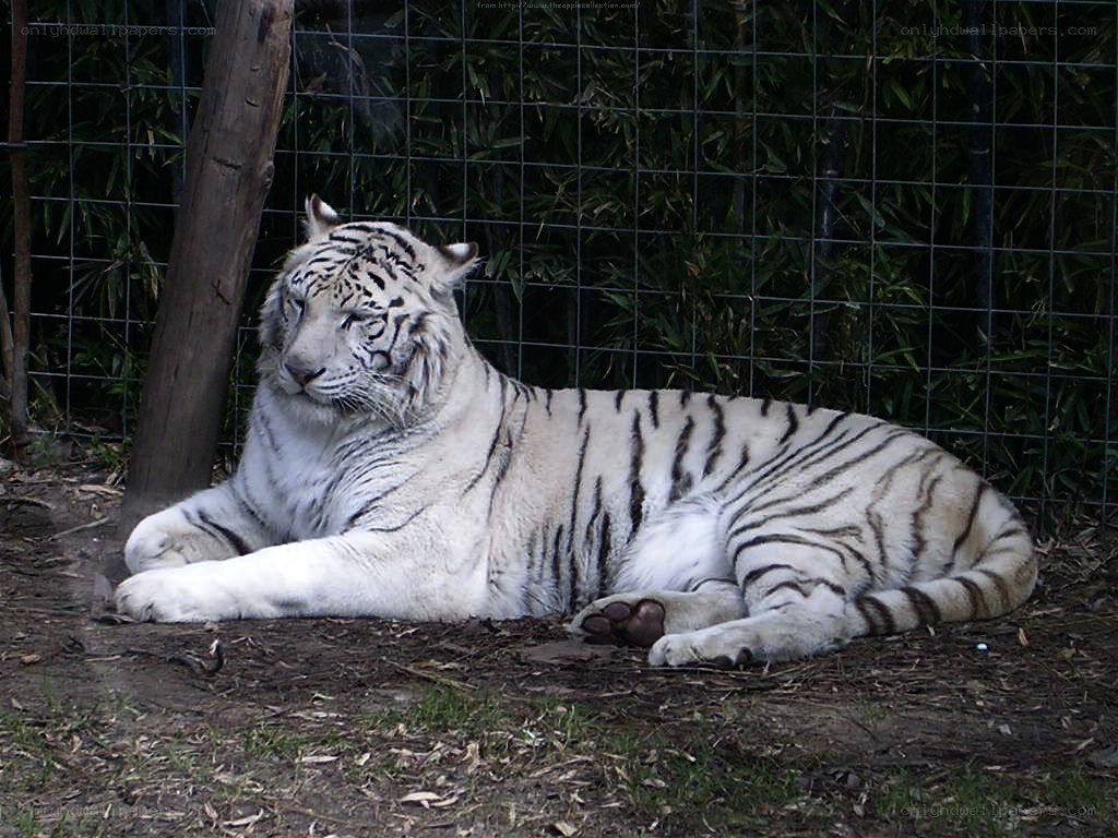white tiger resting in enclosure