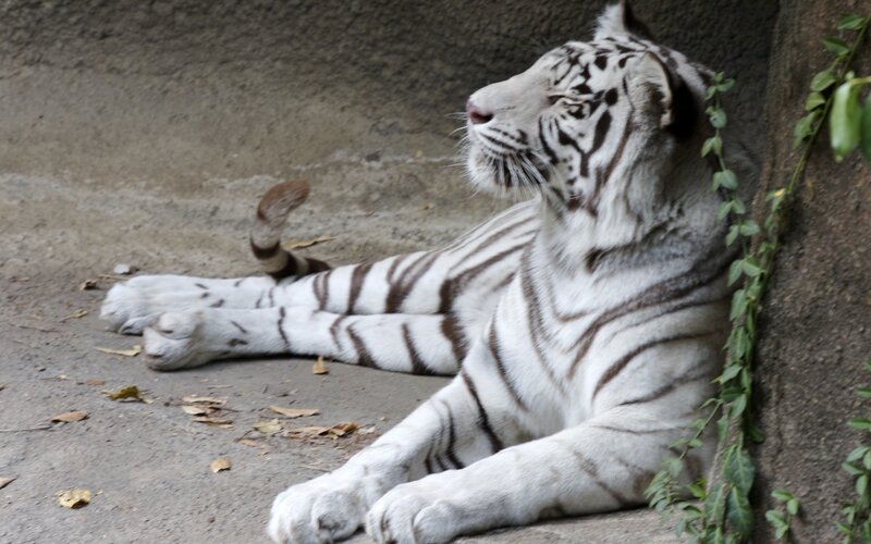 White tiger resting in enclosure