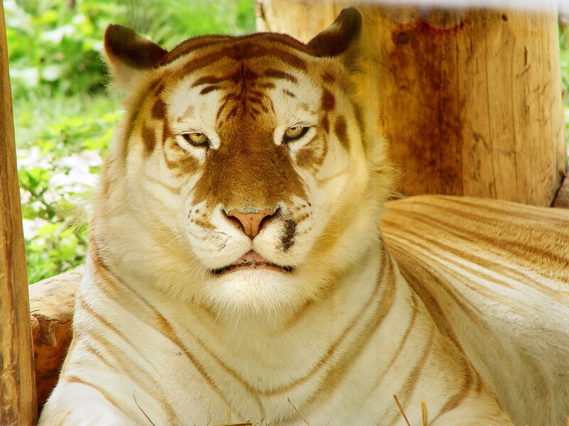 white tiger resting in enclosure