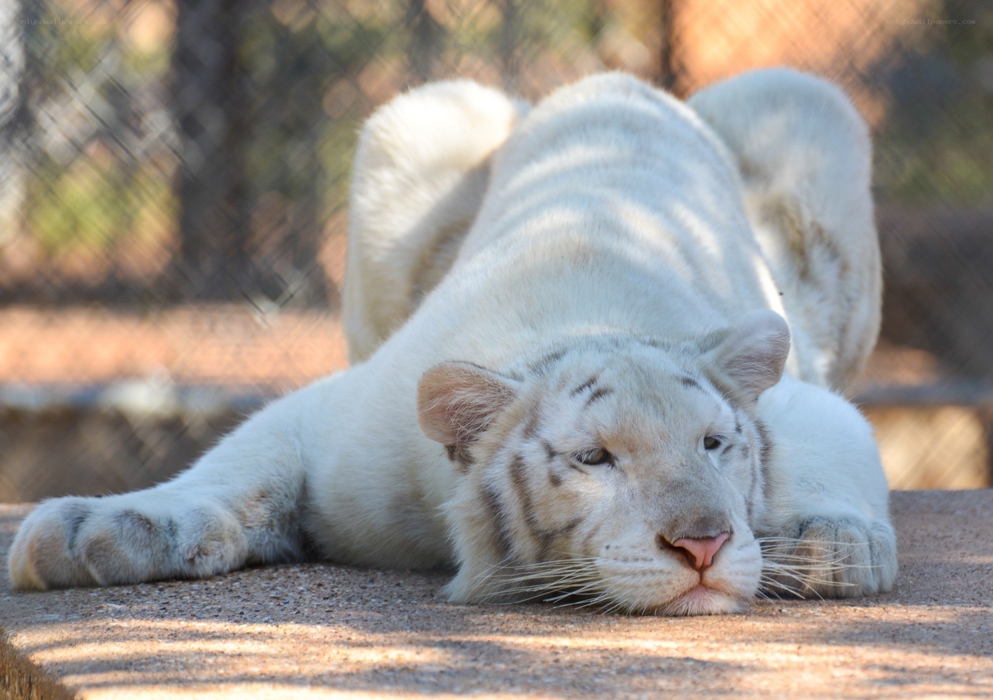 White tiger resting in enclosure