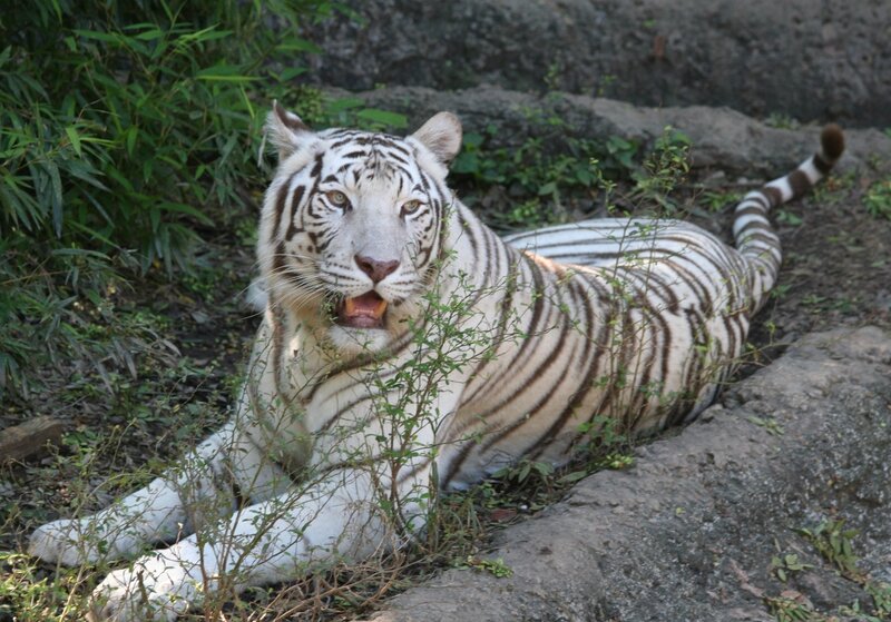White tiger resting in foliage