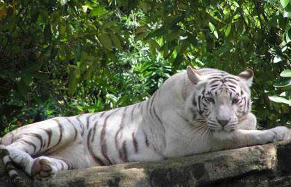 White tiger resting in foliage