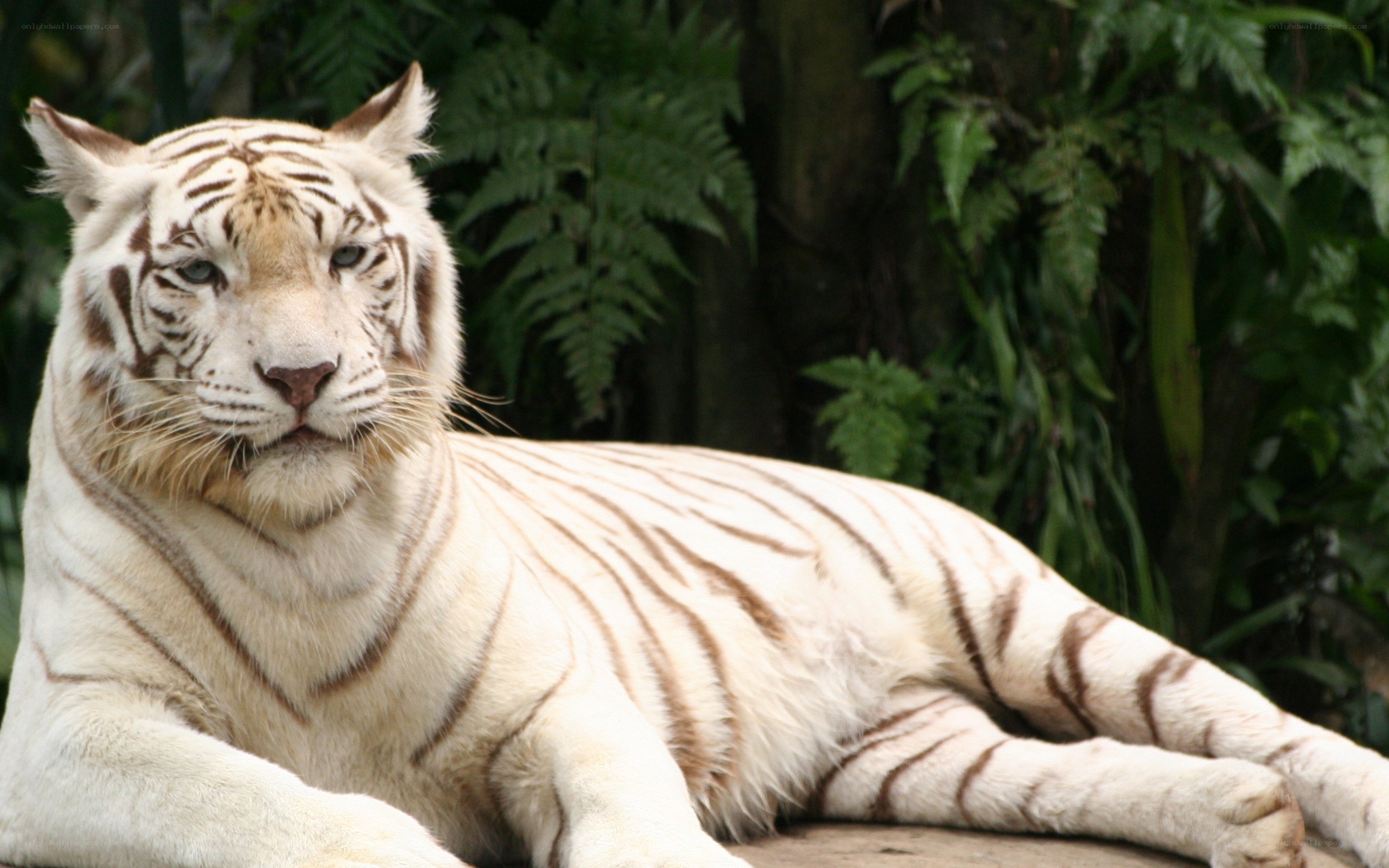 white tiger resting in forest