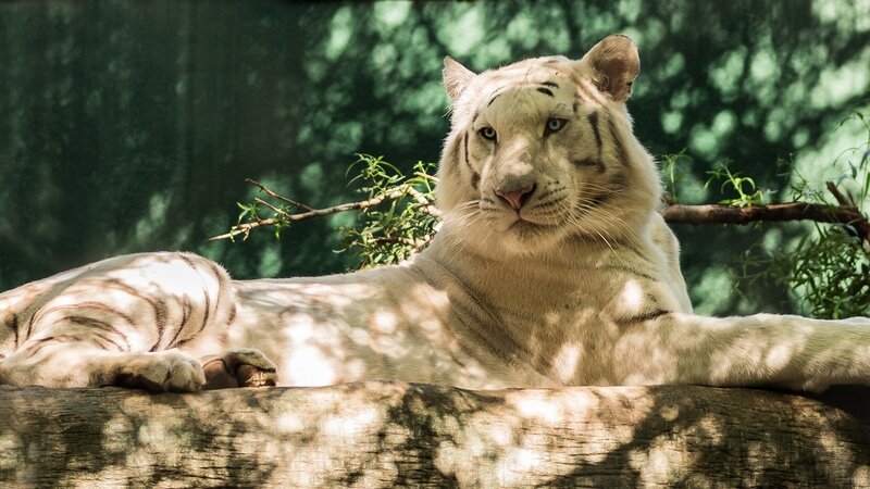 White tiger resting in forest