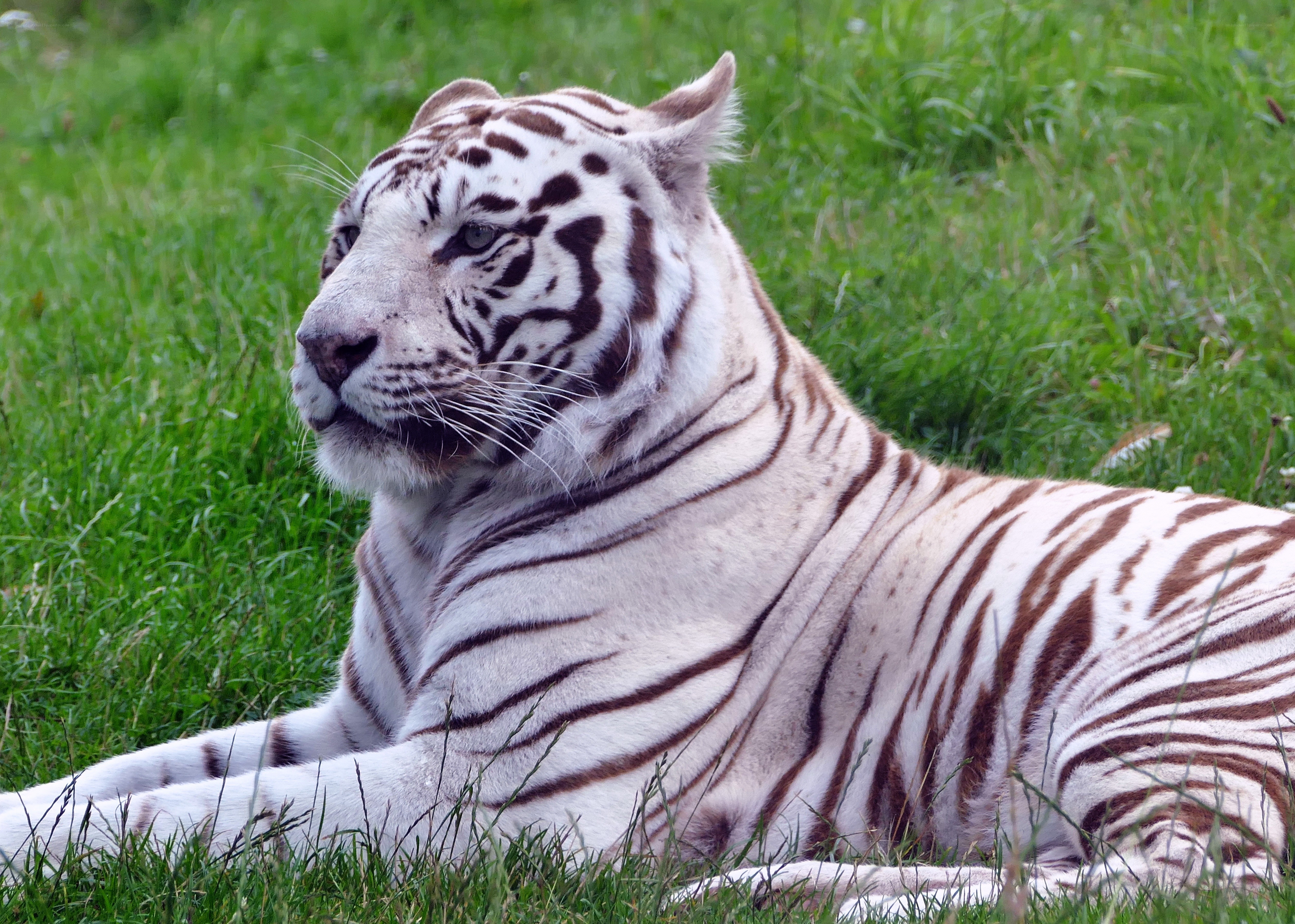 white tiger resting in grass