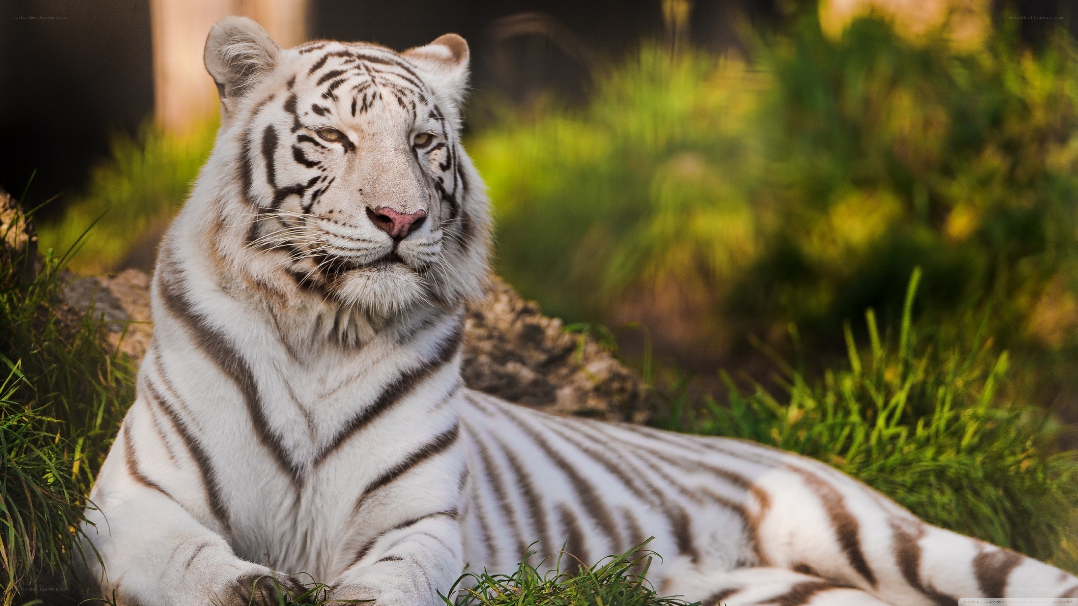 White tiger resting in grass