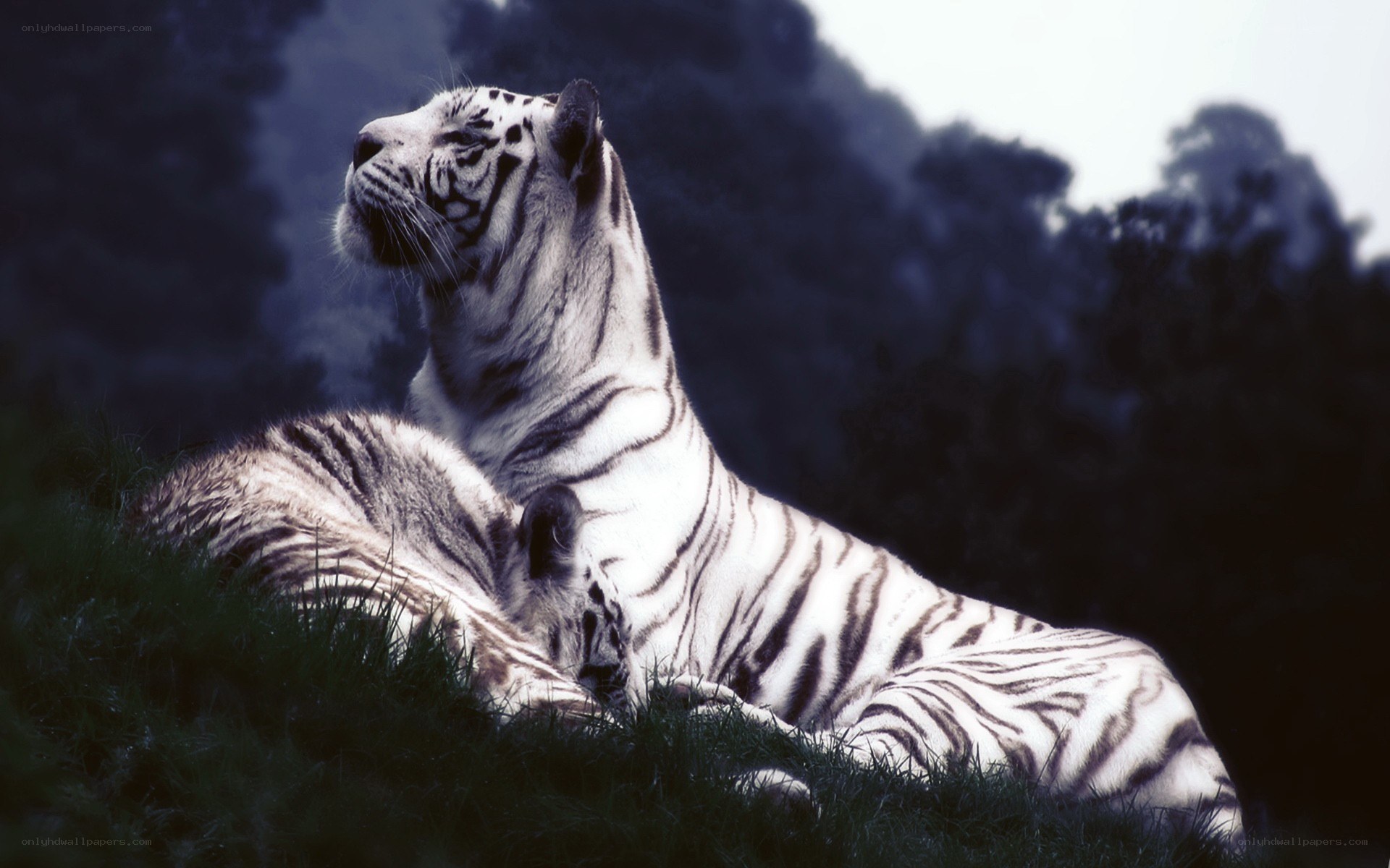 White tiger resting in grass