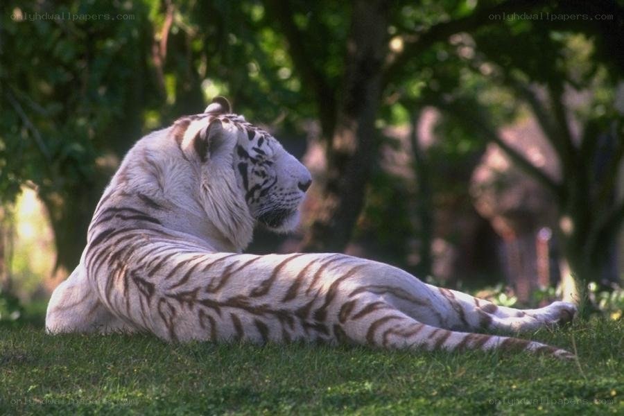White tiger resting in grass