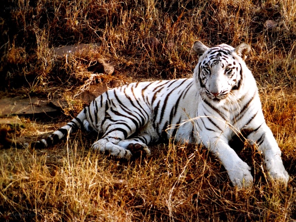 White tiger resting in grass