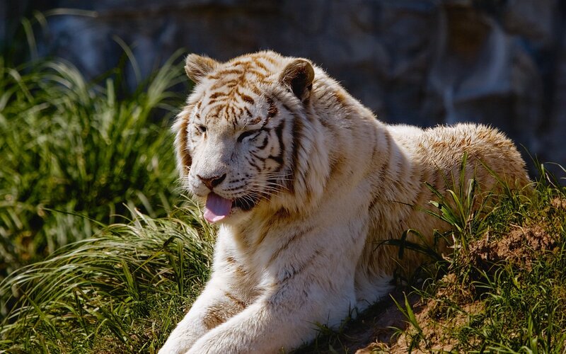 White tiger resting in grass