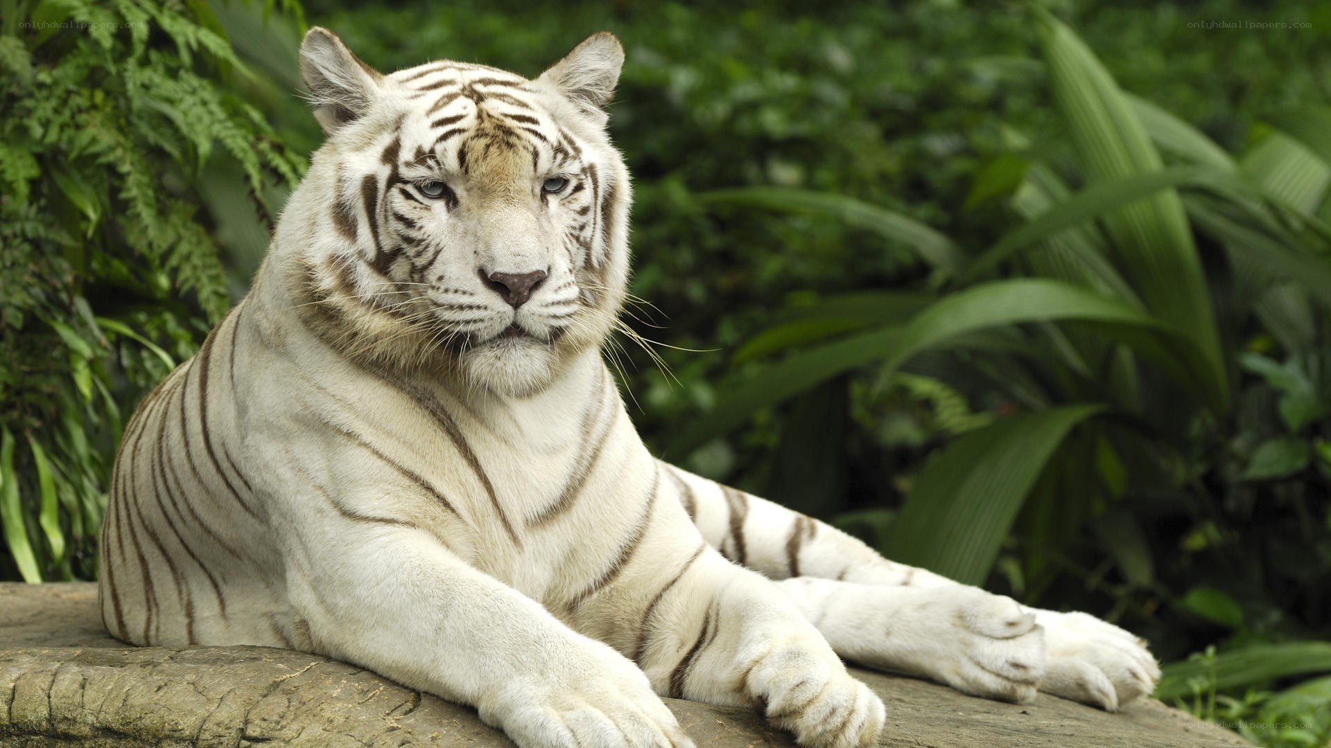 white tiger resting in jungle