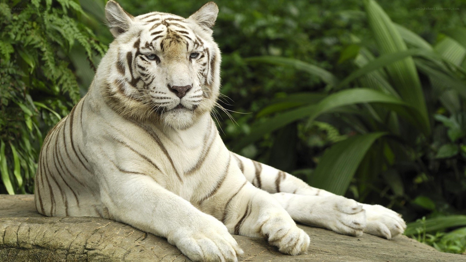 white tiger resting in jungle