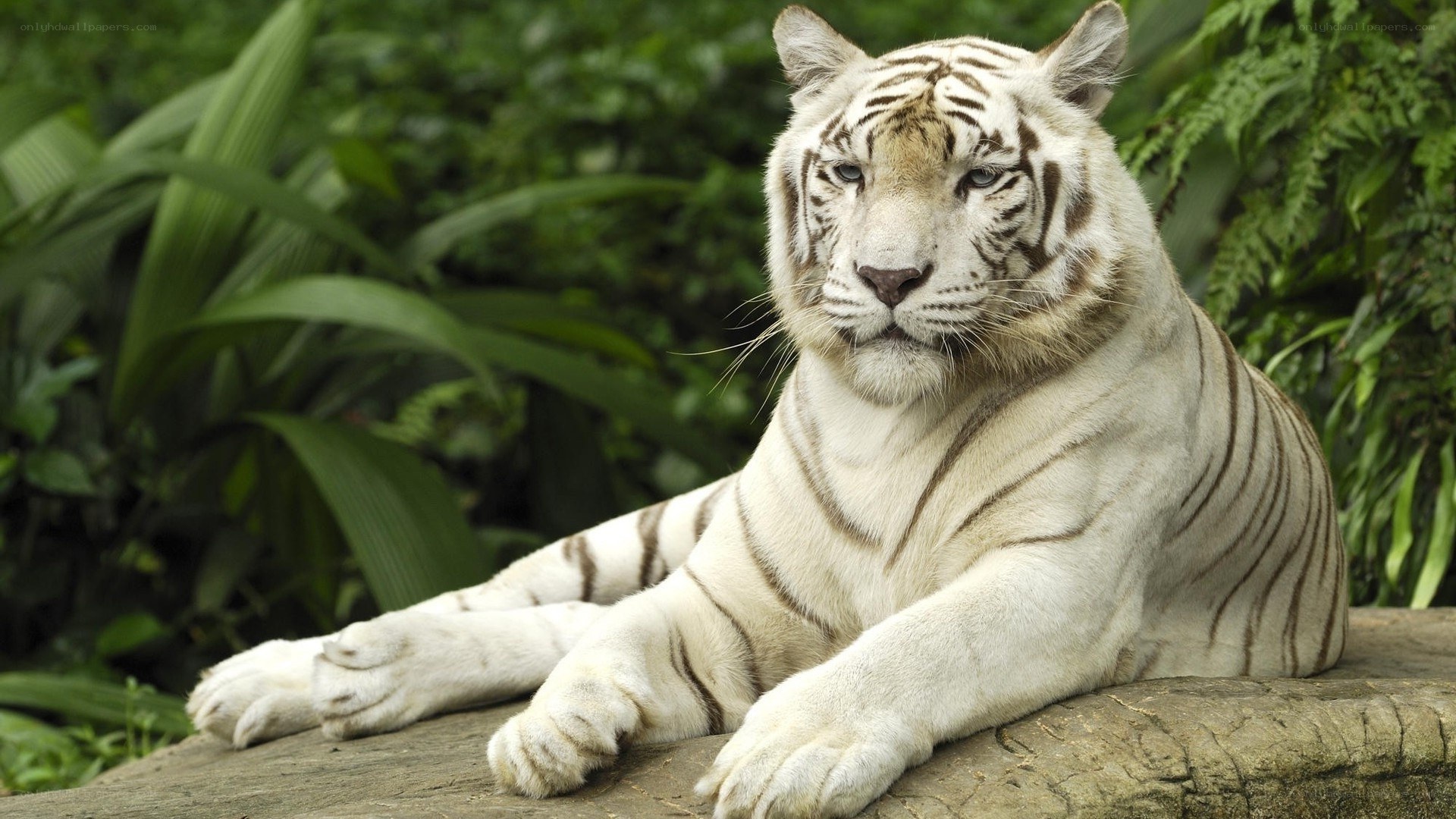 White tiger resting in jungle