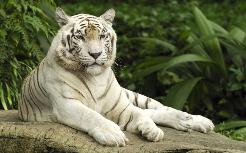 White tiger resting in jungle