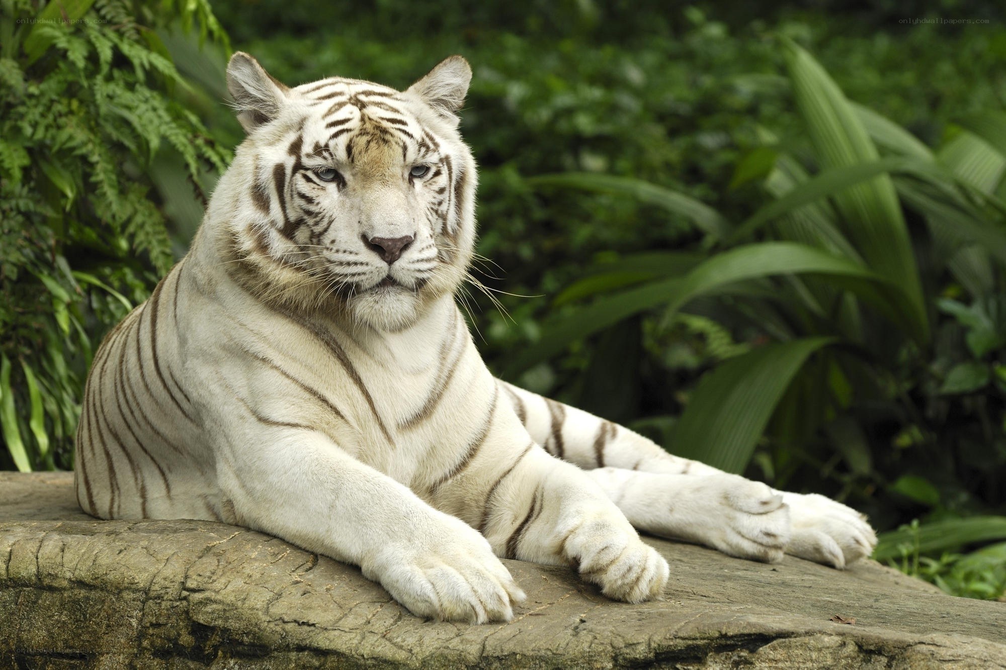 white tiger resting in jungle