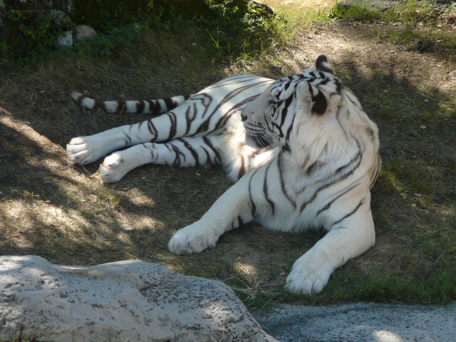 White tiger resting in sun