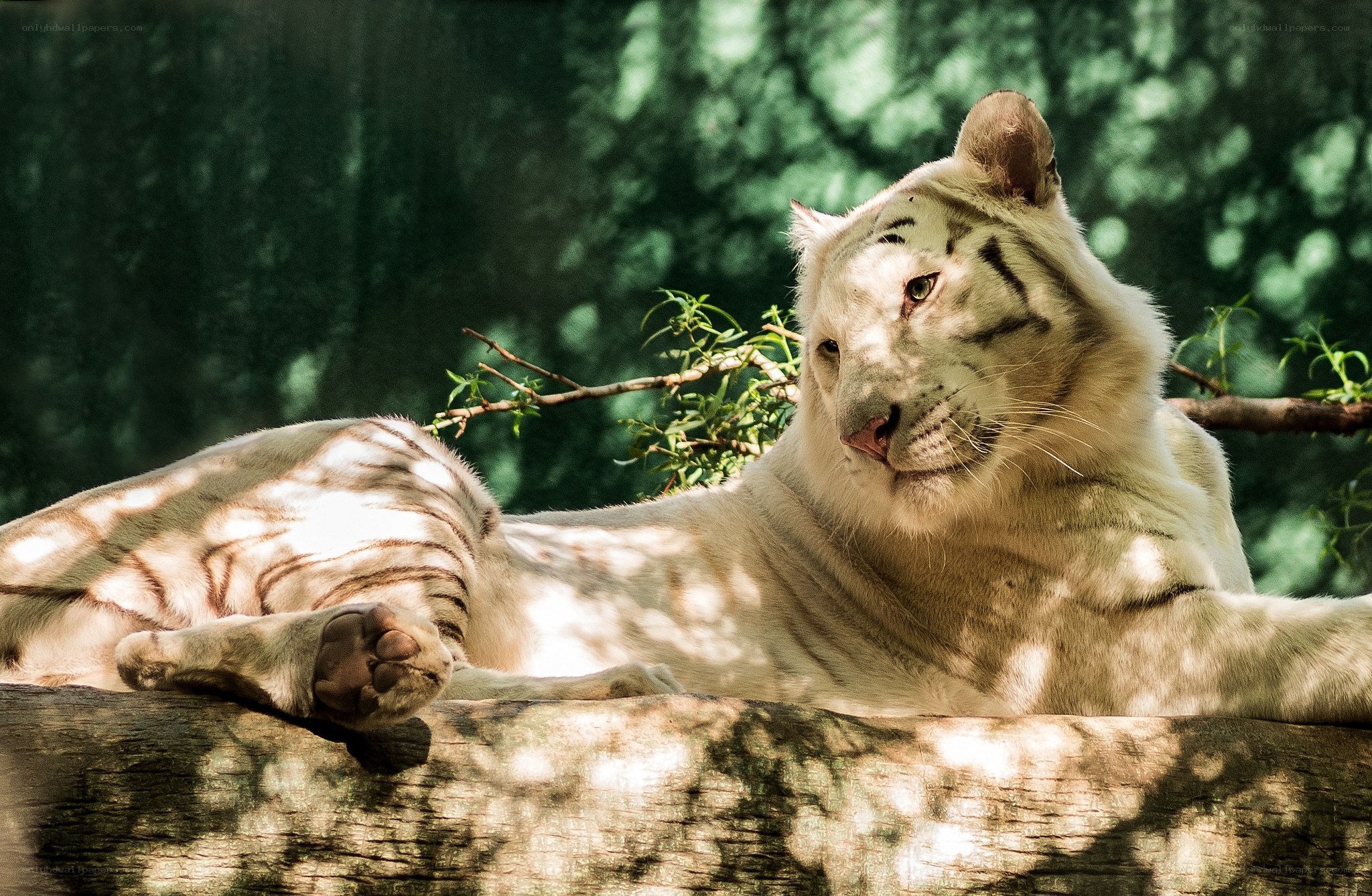 White tiger resting in sunlight